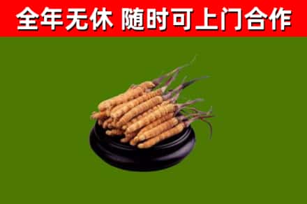 海城回收散虫草